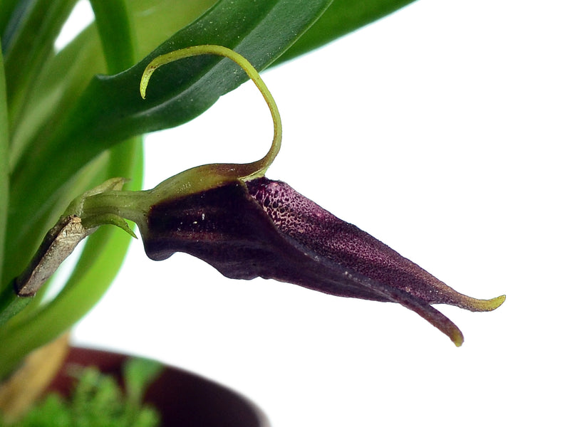 Masdevallia sanguinea