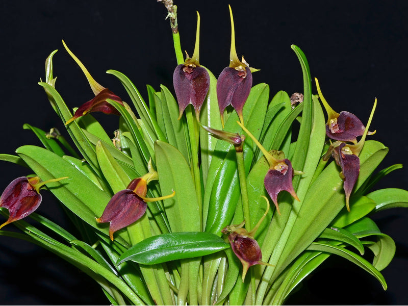 Masdevallia sanguinea