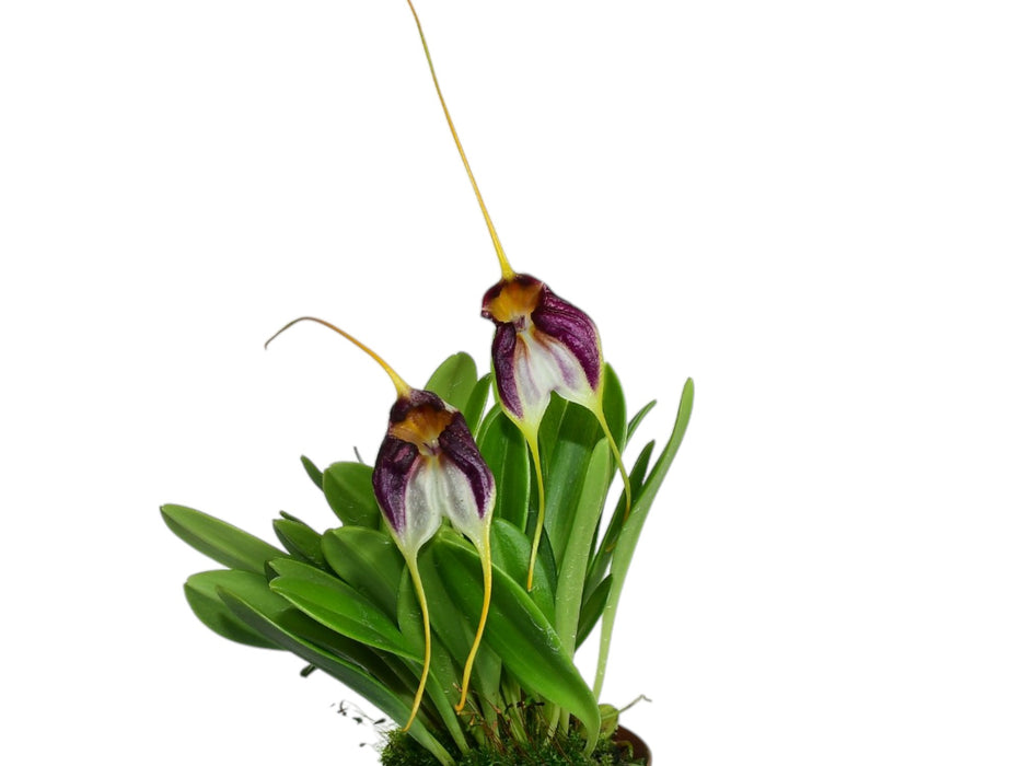 Masdevallia schroederiana