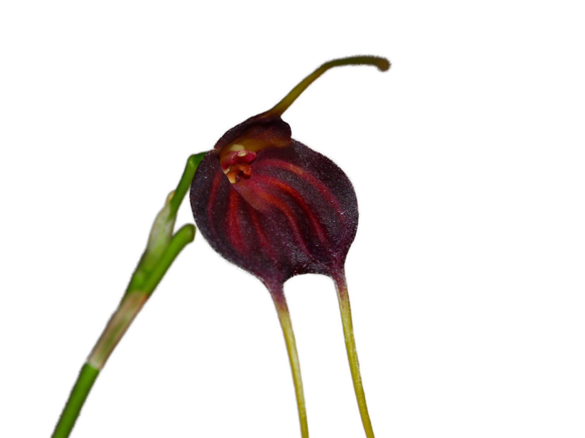 Masdevallia scitula