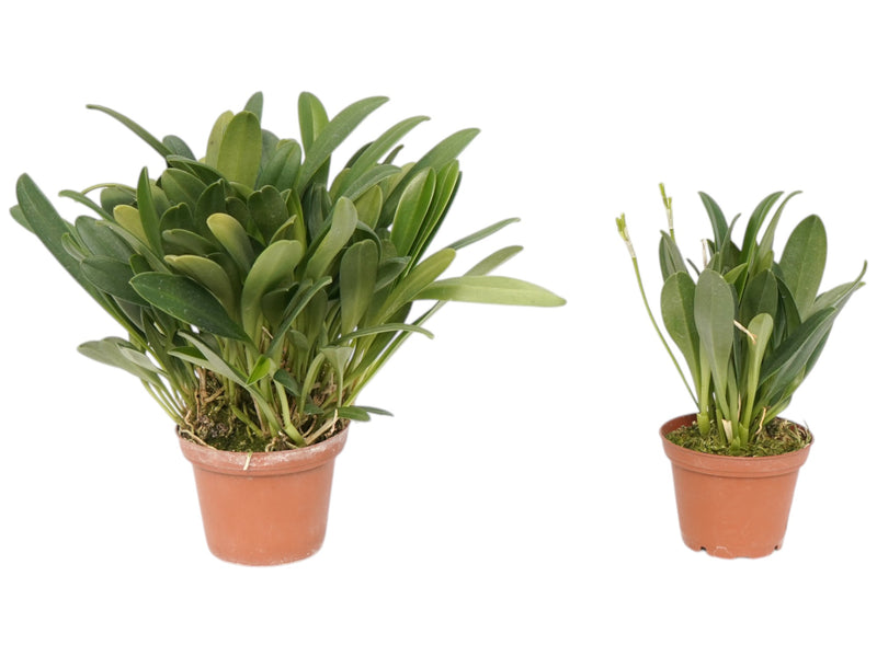 Masdevallia scitula (Big)