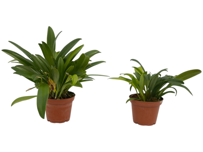 Masdevallia sernae (Big)