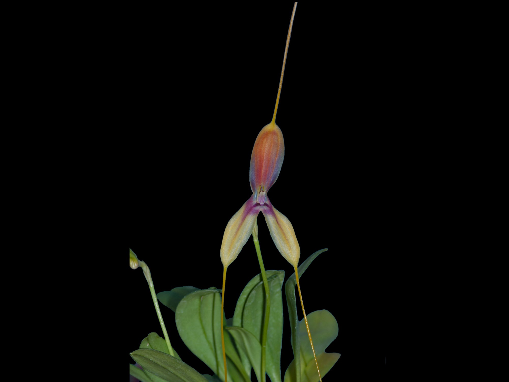 Masdevallia setacea