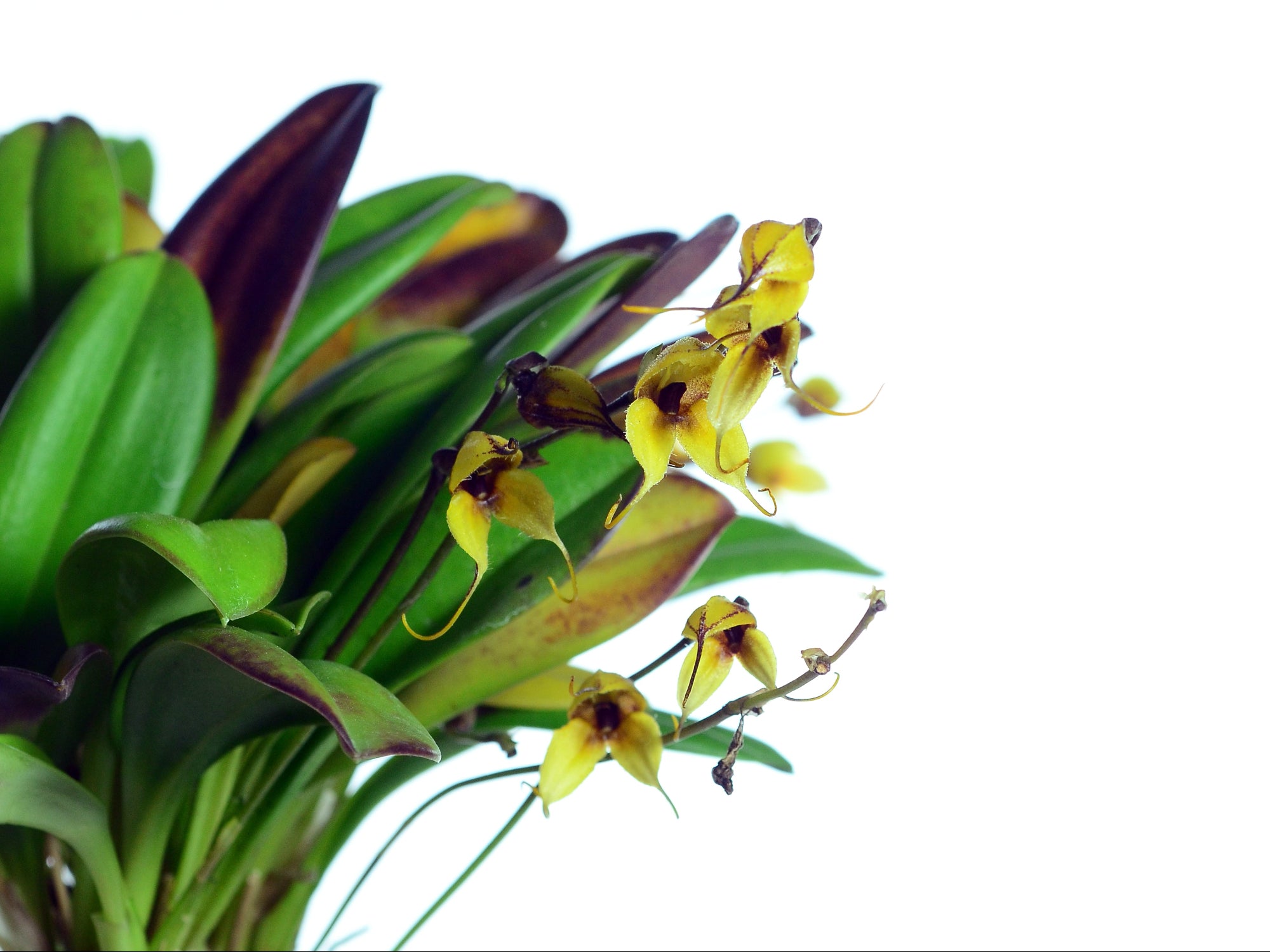 Masdevallia staaliana 'Yellow'