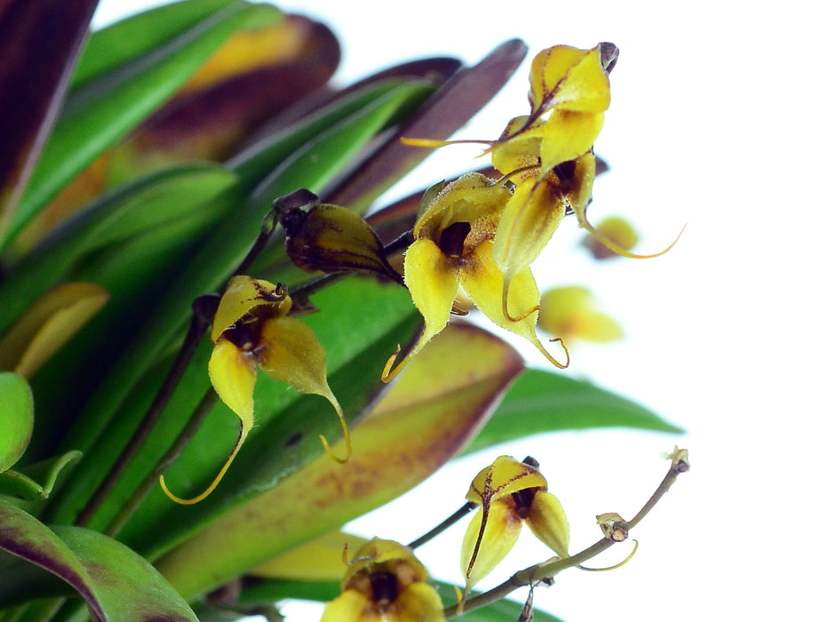 Masdevallia staaliana 'Yellow'