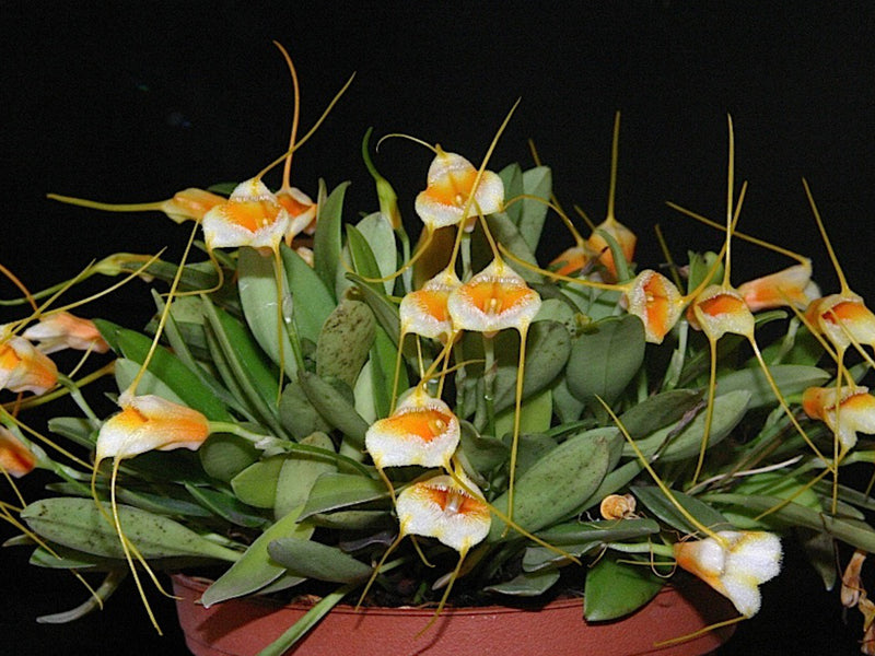 Masdevallia strobelii