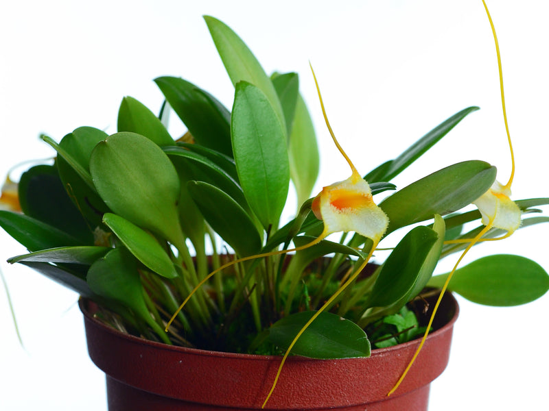 Masdevallia strobelii