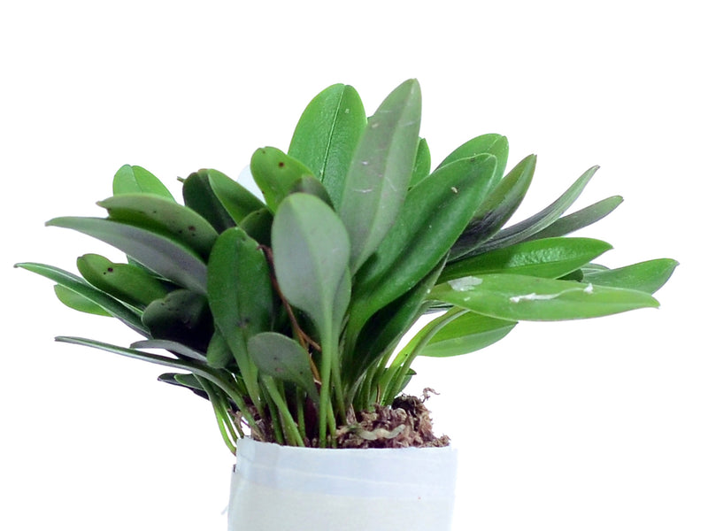 Masdevallia strobelii big