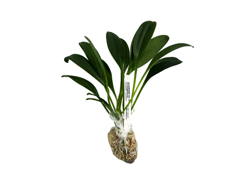 Masdevallia superbiens