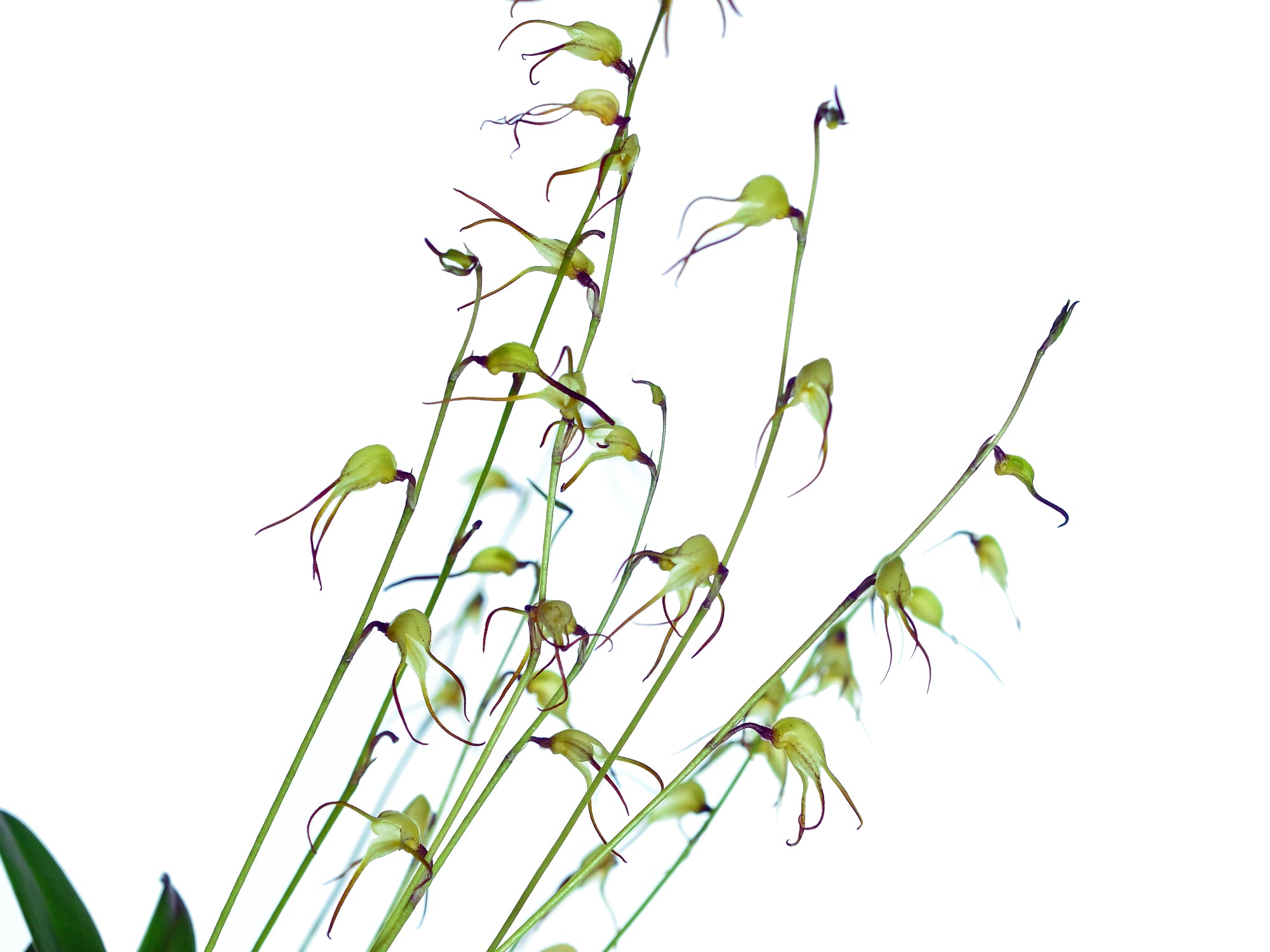 Masdevallia tentaculata
