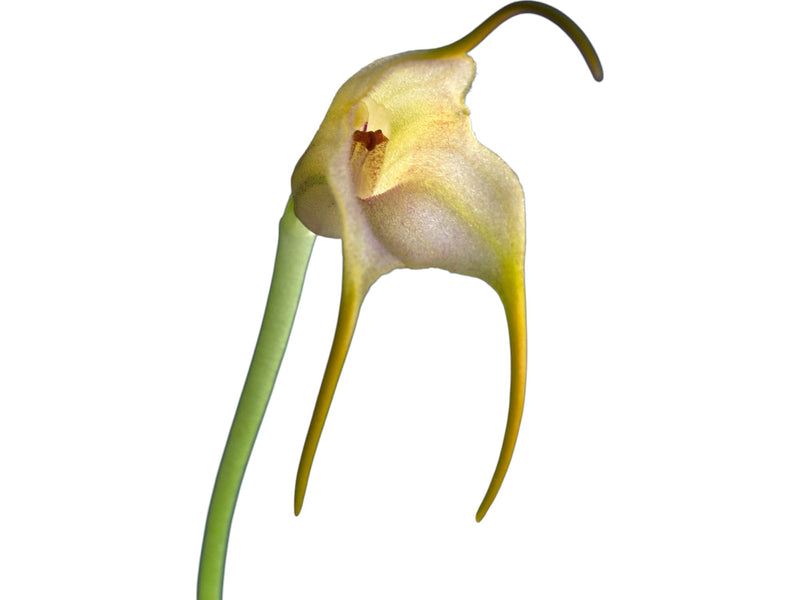 Masdevallia terborchii type
