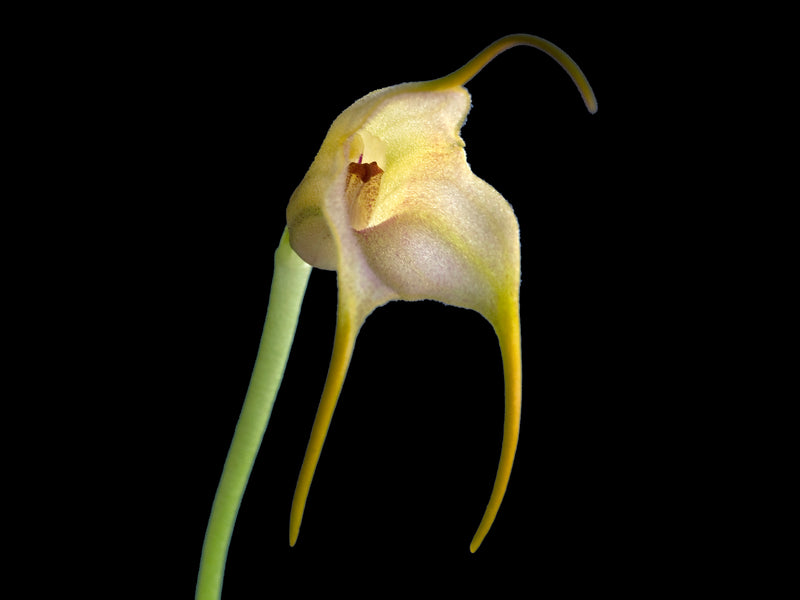 Masdevallia terborchii