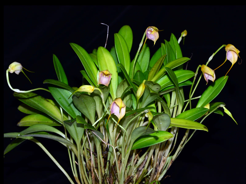 Masdevallia terborchii