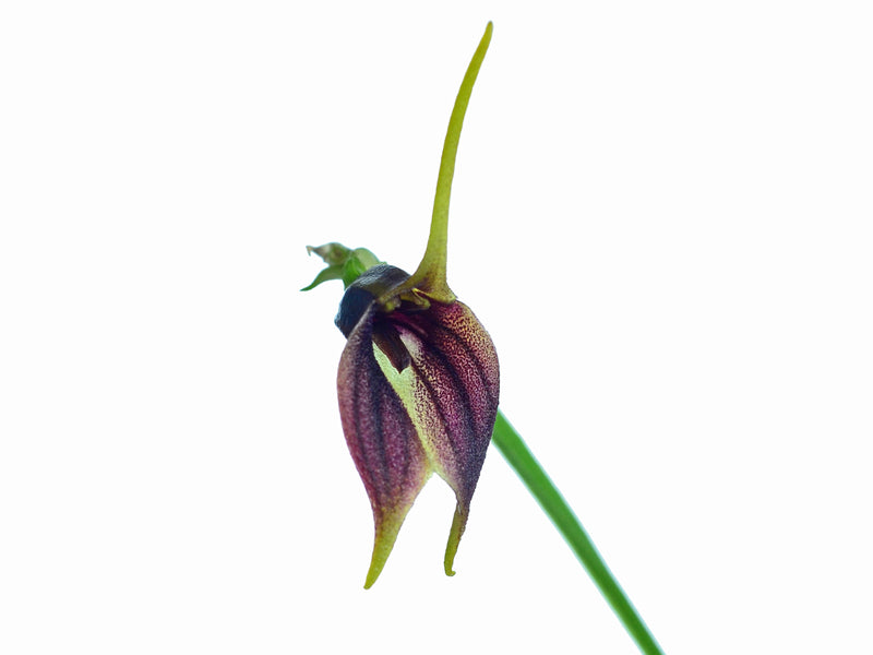 Masdevallia theleura