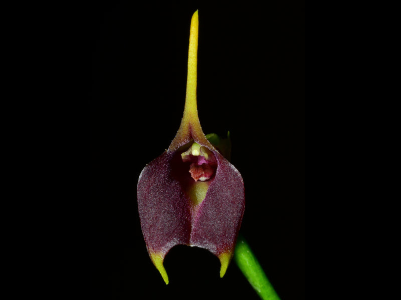 Masdevallia theleura