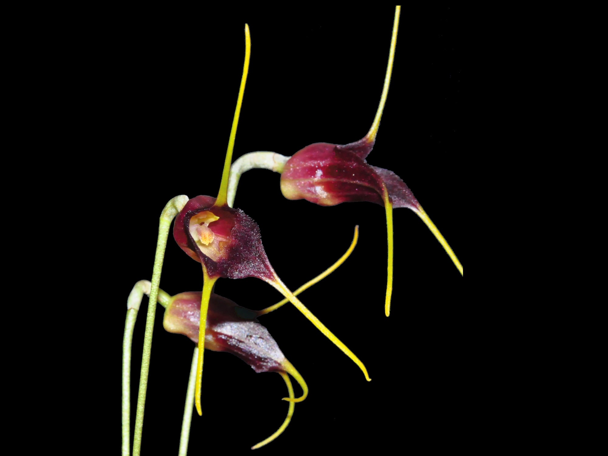 Masdevallia thienii
