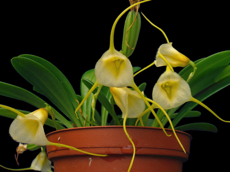 Masdevallia tonduzii