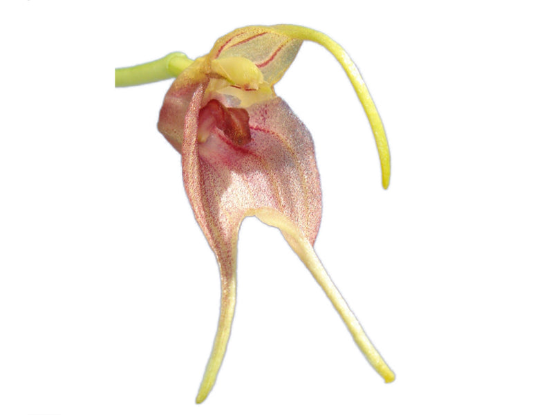 Masdevallia torta