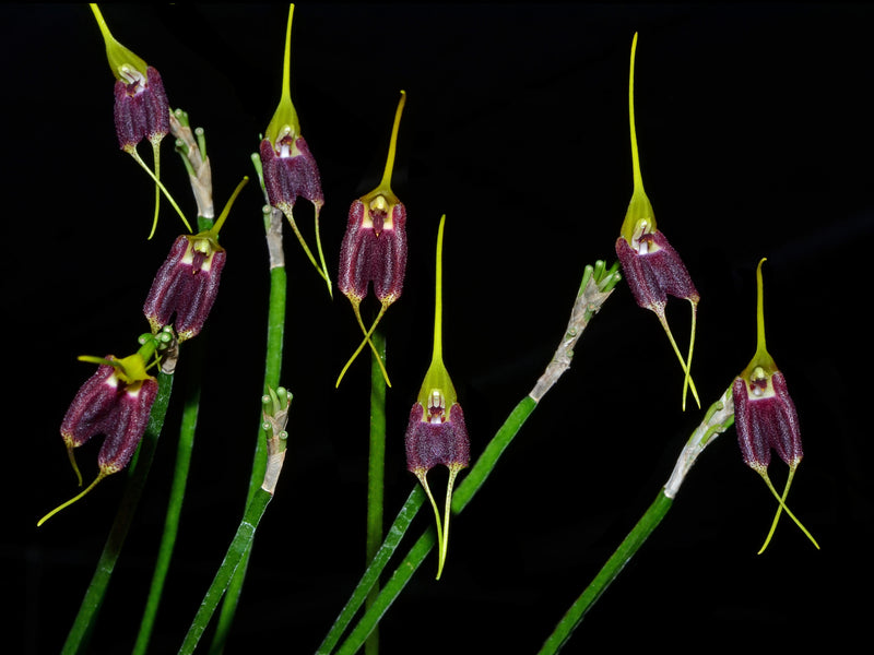 Masdevallia torulosa 002222