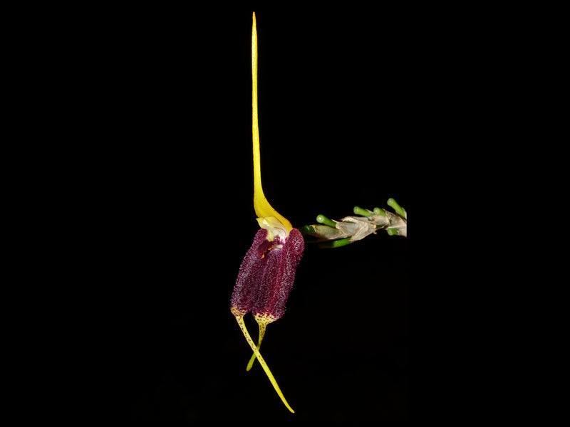 Masdevallia torulosa 002222