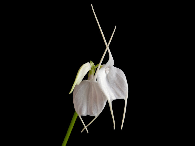 Masdevallia tovarensis