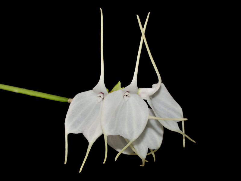 Masdevallia tovarensis