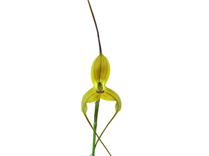 Masdevallia triangularis