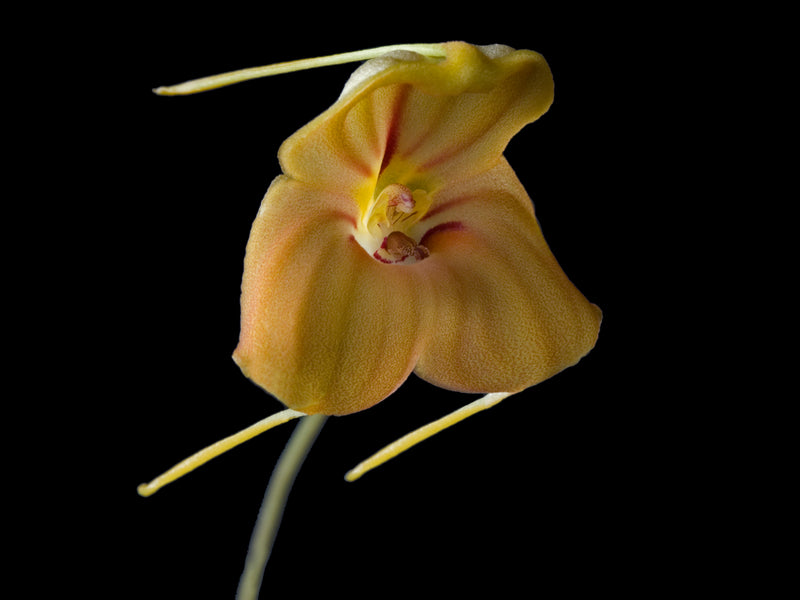Masdevallia tricycla