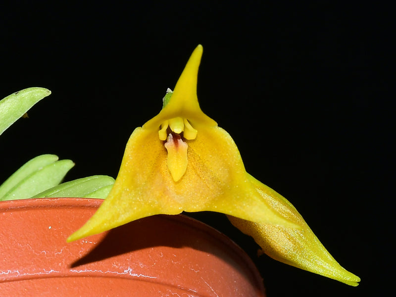 Masdevallia trifurcata