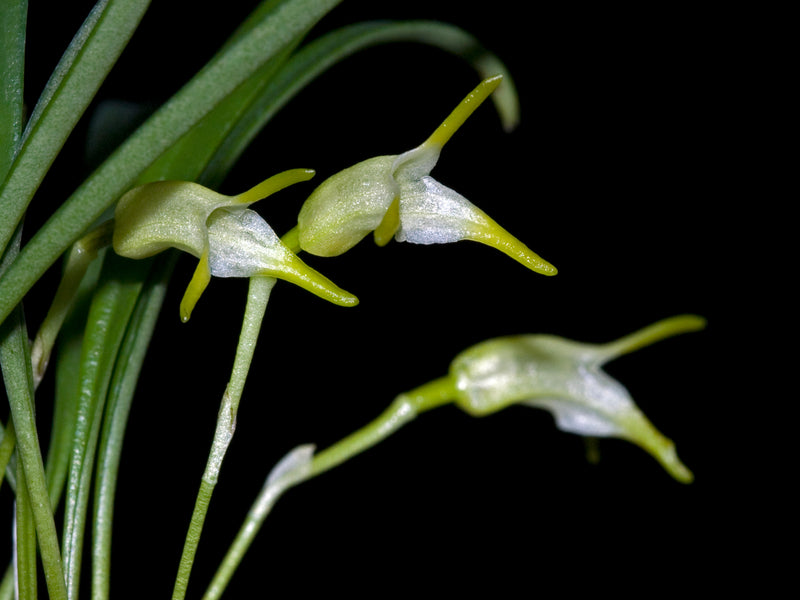 Masdevallia trigonopetala
