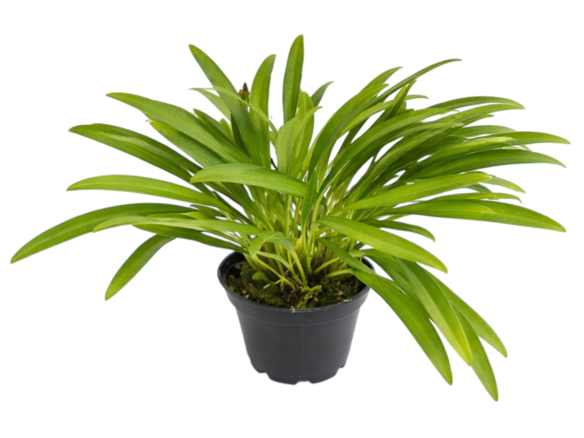 Masdevallia tubulosa subsp. syringodes