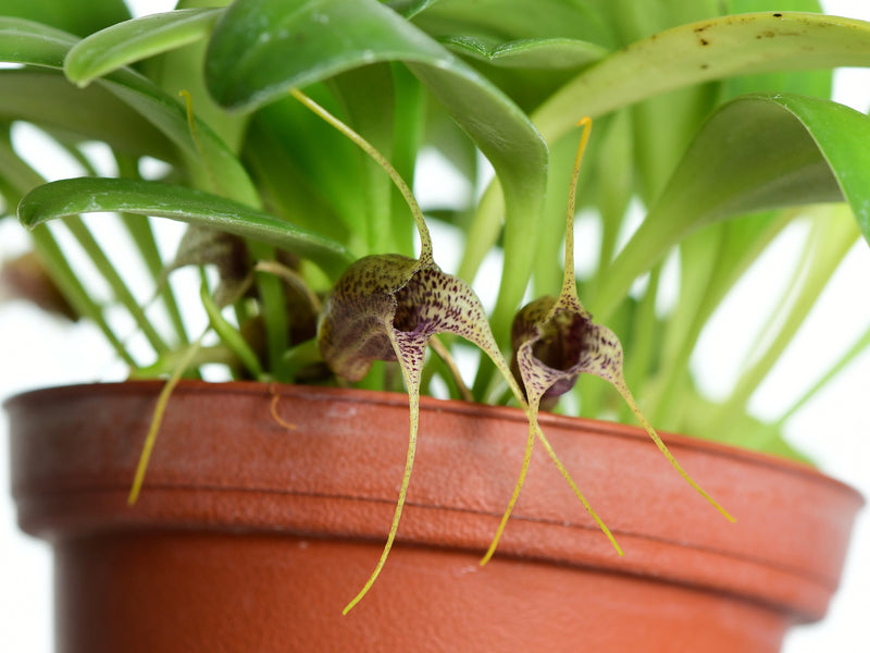 Masdevallia urceolaris