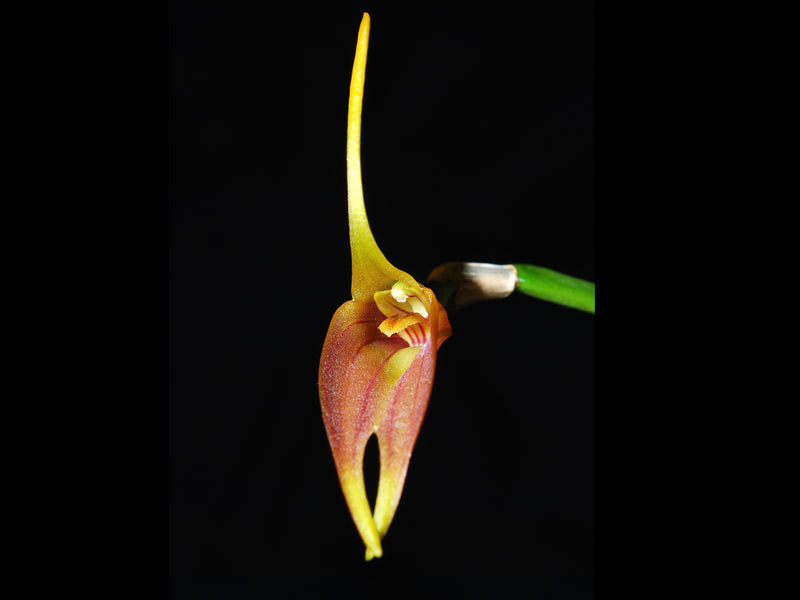 Masdevallia vargasii