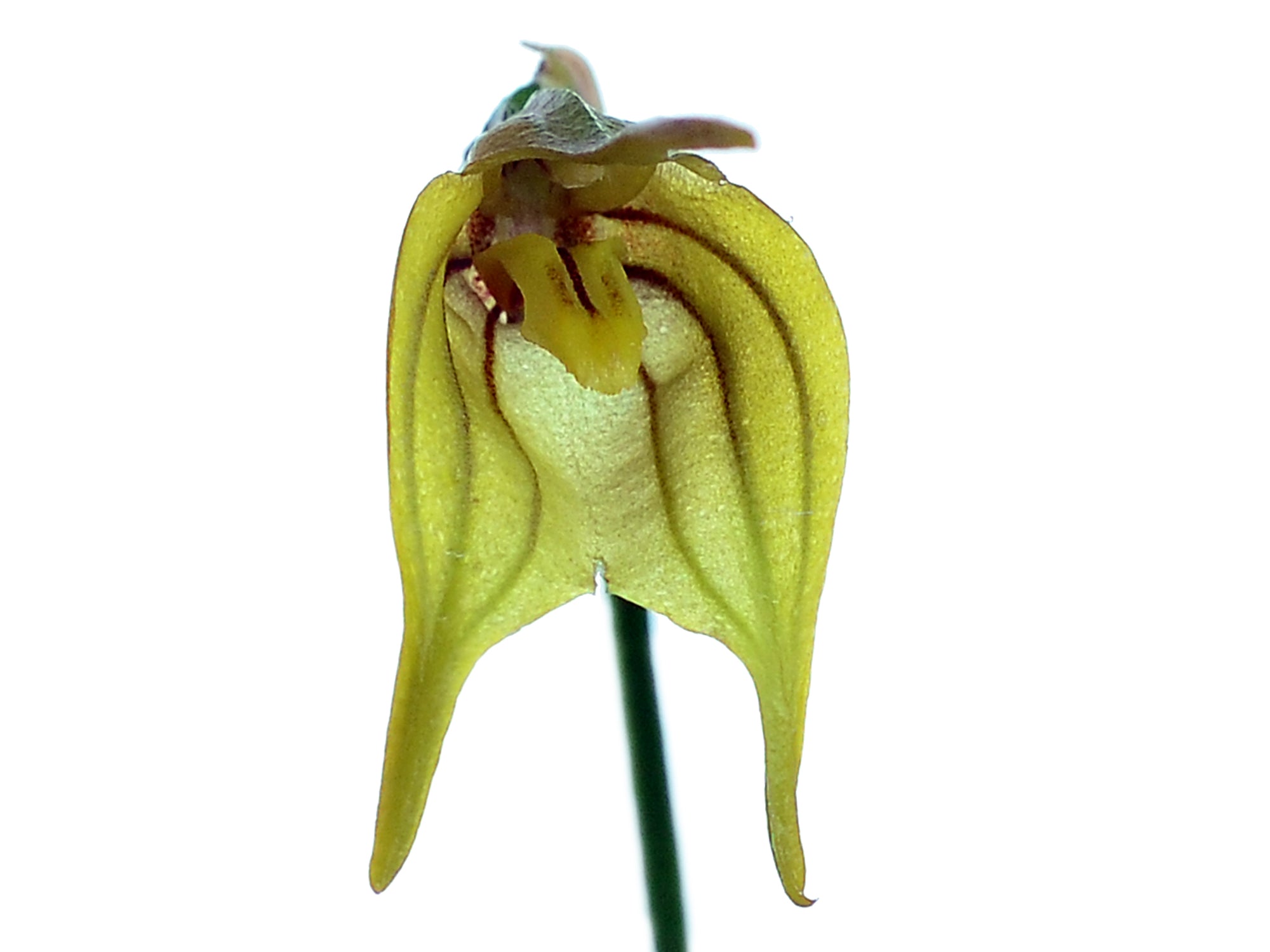 Masdevallia vargasii Yellow – Intermediate Yellow-Form Species