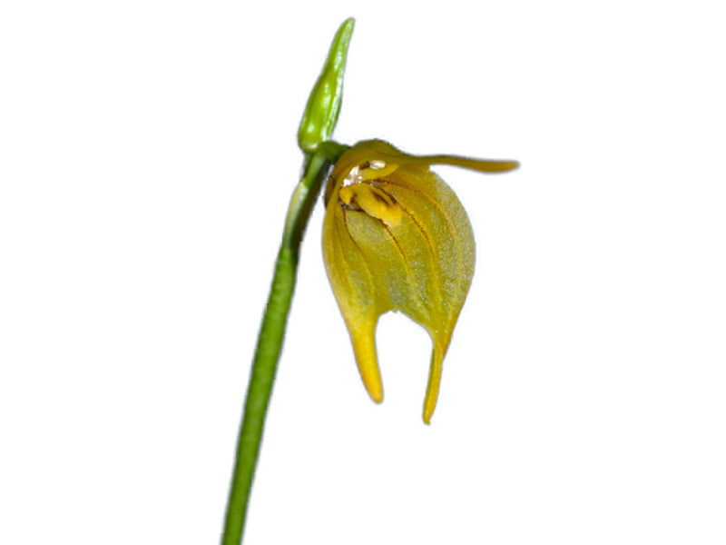 Masdevallia vargasii yellow