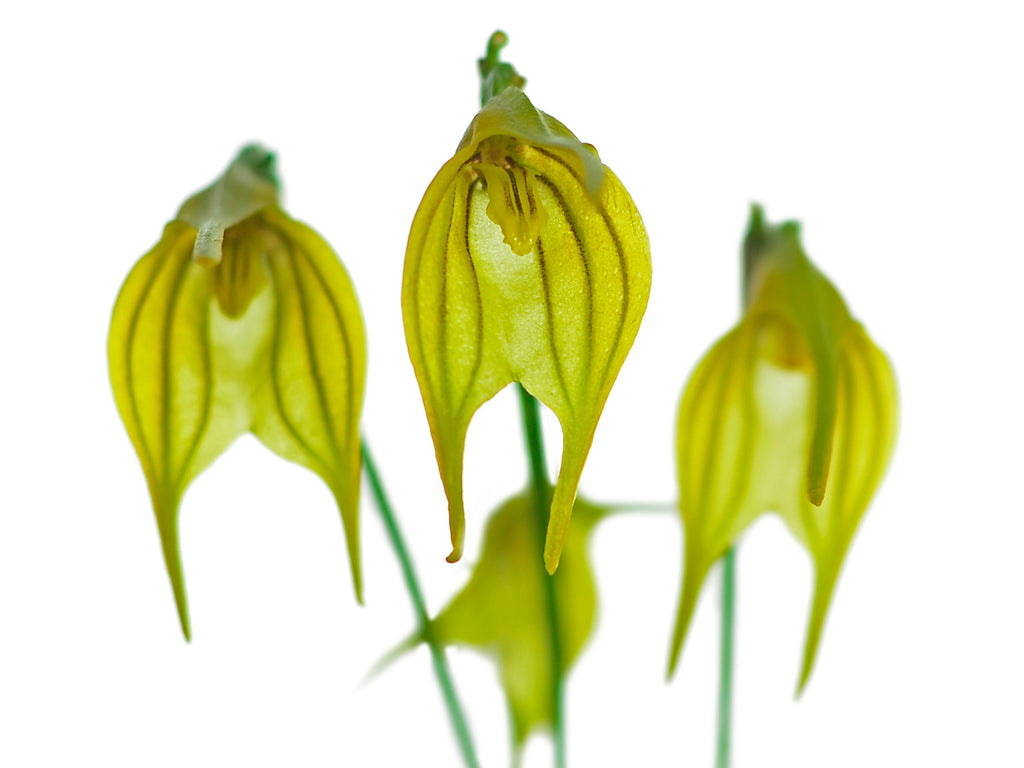 Masdevallia vargasii Yellow – Intermediate Yellow-Form Species