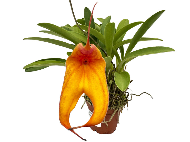 Masdevallia veitchiana 8 x Masd. rhodehameliana X Masdevallia Mundyana