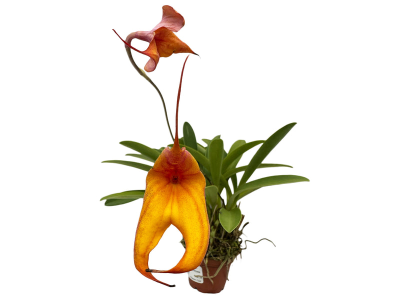 Masdevallia veitchiana 8 x Masd. rhodehameliana X Masdevallia Mundyana