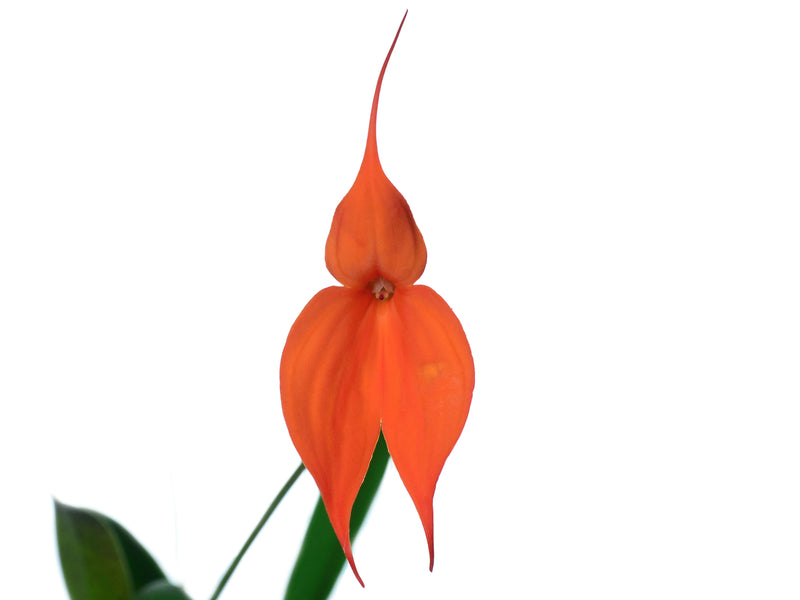 Masdevallia veitchiana peach 'La Reina'