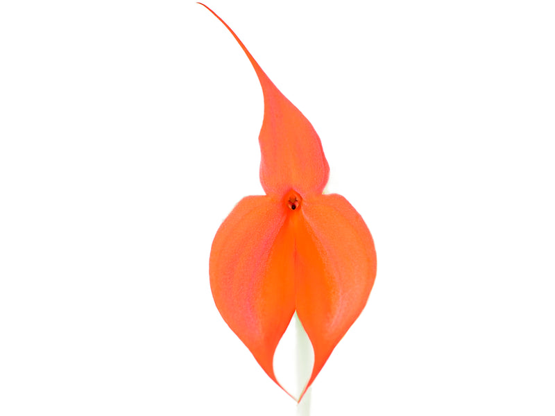 Masdevallia veitchiana peach # 1