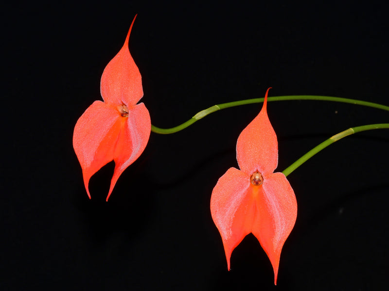 Masdevallia veitchiana peach x self