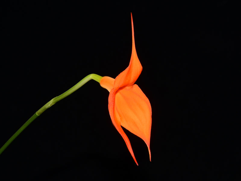 Masdevallia veitchiana peach x self