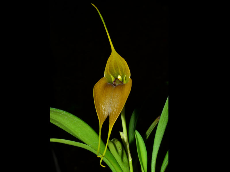 Masdevallia velifera