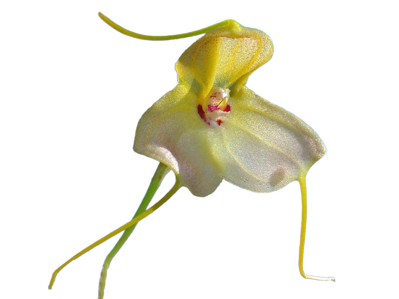 Masdevallia velox