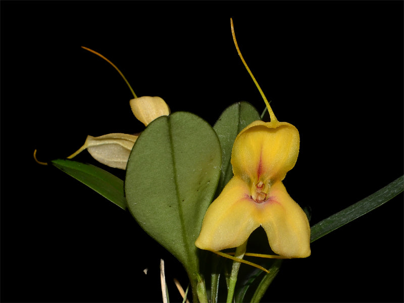 Masdevallia velox