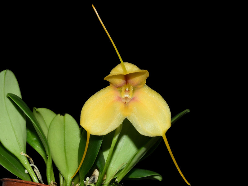 Masdevallia velox