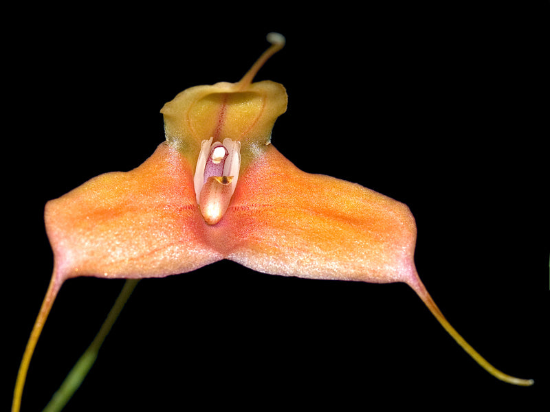 Masdevallia venatoria