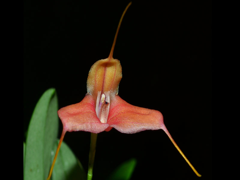 Masdevallia venatoria big