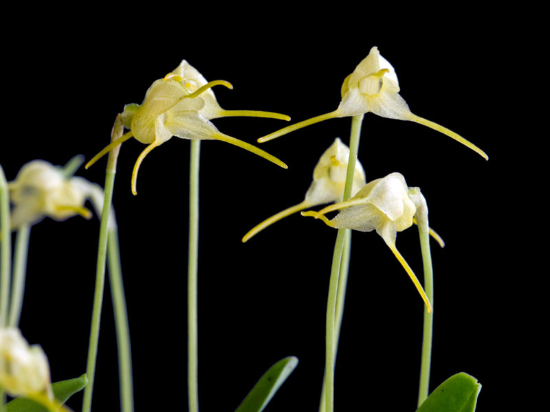 Masdevallia ventricosa