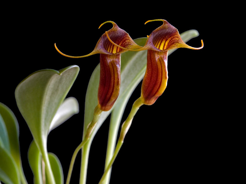 Masdevallia ventricularia